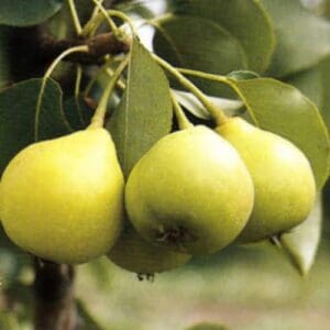 Arabitka – Körte (vadkörte a.)