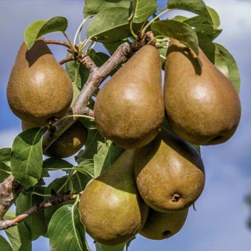 Bosc Kobak - Körte (vadkörte alanyon) I. osztály