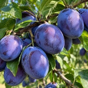 Cacanska naljbolja – Szilva (myrabolán a.)