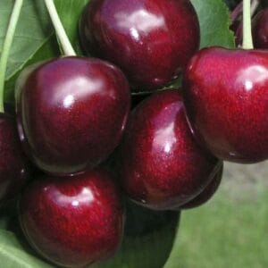 Carmen – Cseresznye (GiSeIA17 a.)