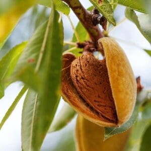 Tétényi bőtermő – Mandula (keserű mandula a.)