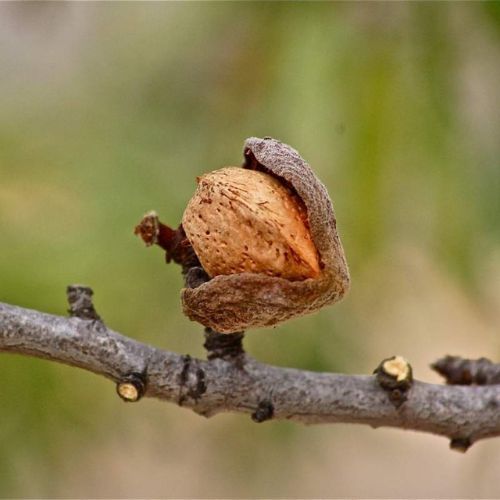 Tuono - Mandula (keserű mandula a.)