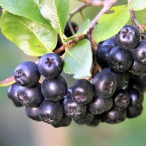 Berkenye – Nero – konténeres