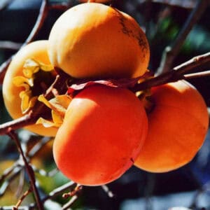 Datolyaszilva – Caco Cioccolatino – konténeres