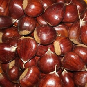 Gesztenye – Longal – konténeres