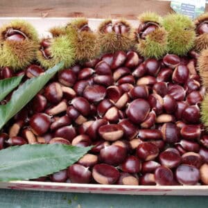 Gesztenye – Longal – konténeres