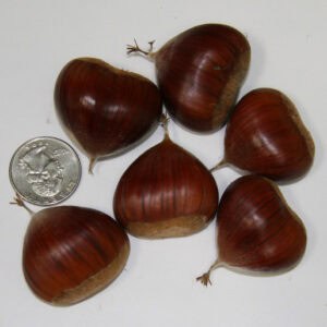 Gesztenye – Marigoule – konténeres