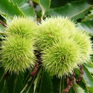 Gesztenye – Marigoule – konténeres