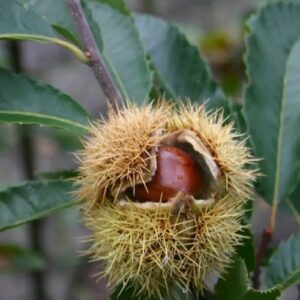 Gesztenye – Marsol – konténeres
