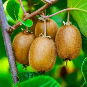 Kiwi – Hayward – konténeres