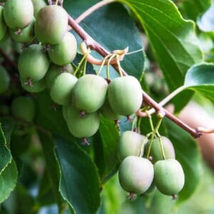 Kiwi – Weiki – konténeres