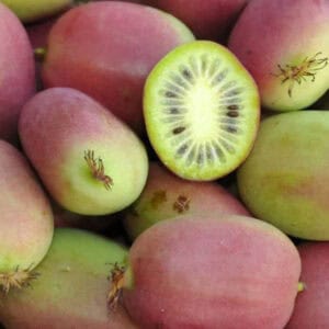 Kiwi – Weiki – konténeres