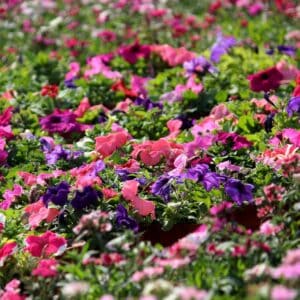 BULB Garden – Bulbs From Holland