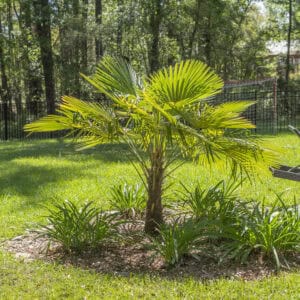 Lószőrpálma (Trachycarpus fortunei)