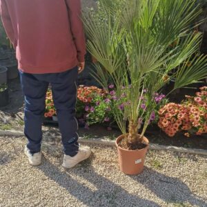 Lószőrpálma (Trachycarpus fortunei)