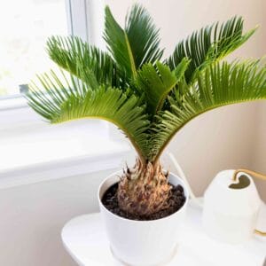 Cikászpálma (Cycas revoluta)