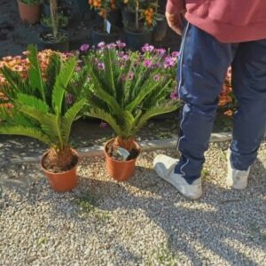 Cikászpálma (Cycas revoluta)
