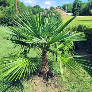 Kínai kenderpálma (Trachycarpus fortunei)