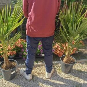 Kínai kenderpálma (Trachycarpus fortunei)