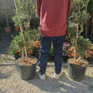 Csavart olajfa bonszái (Olea europaea)