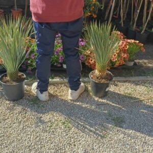 Kerti jukka (Yucca filamentosa)