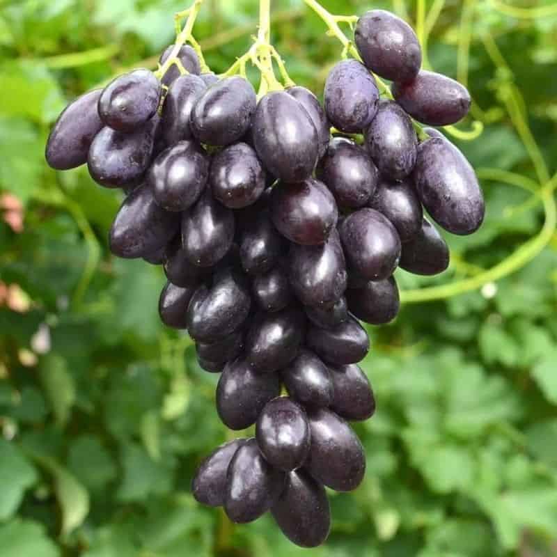 Katalonia konténeres szőlőoltvány