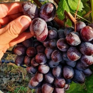 Kismis Moldavszkij konténeres szőlőoltvány