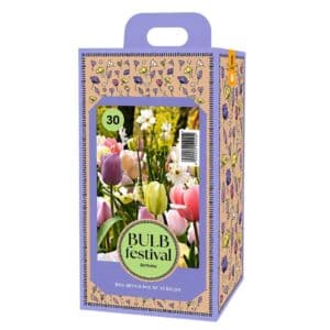 BULB Festival – Birthday