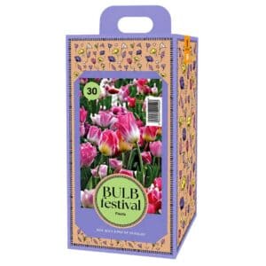 BULB Festival – Fiesta