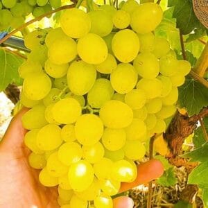Cirmus konténeres szőlőoltvány