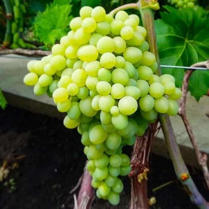 Cirmus konténeres szőlőoltvány - Image 3