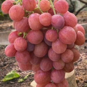 Dinka szabadgyökeres szőlőoltvány
