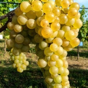 Fehér Izabella szabadgyökeres szőlőoltvány