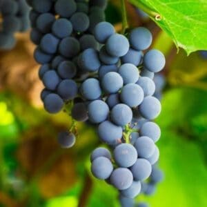 Fekete Izabella szabadgyökeres szőlőoltvány
