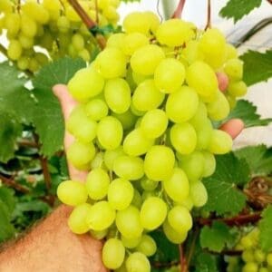 Geliodor konténeres szőlőoltvány