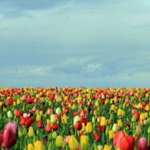 We Love Tulips – Red Love