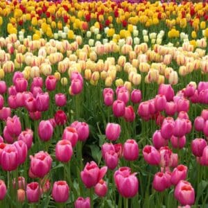We Love Tulips – Pink Love