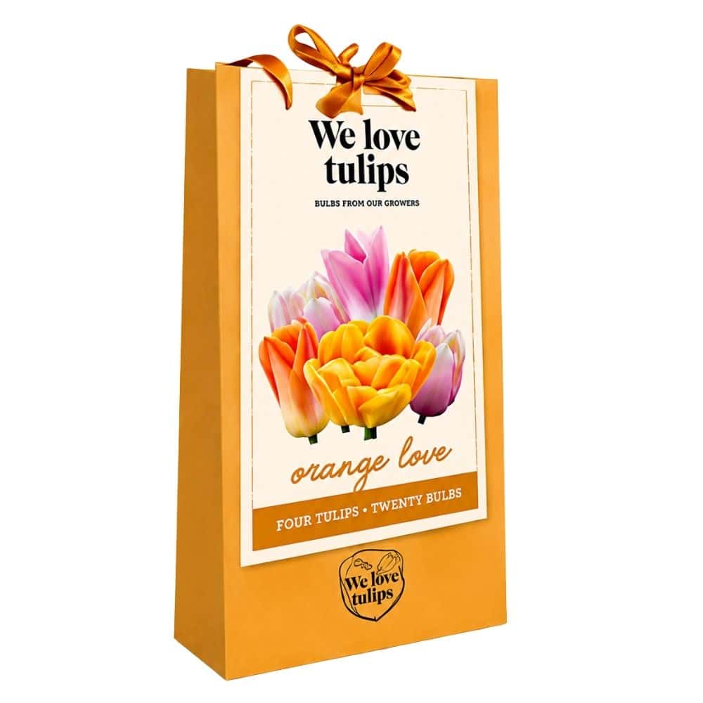 We love tulips - Orange Love