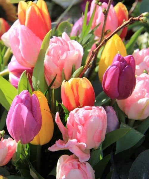 We love tulips - Orange Love - Image 3