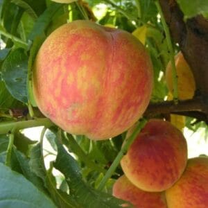 Aranycsillag – Őszi (vadőszi a.)