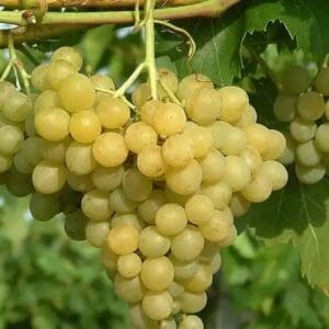 Kozma Pálné muskotály konténeres szőlőoltvány
