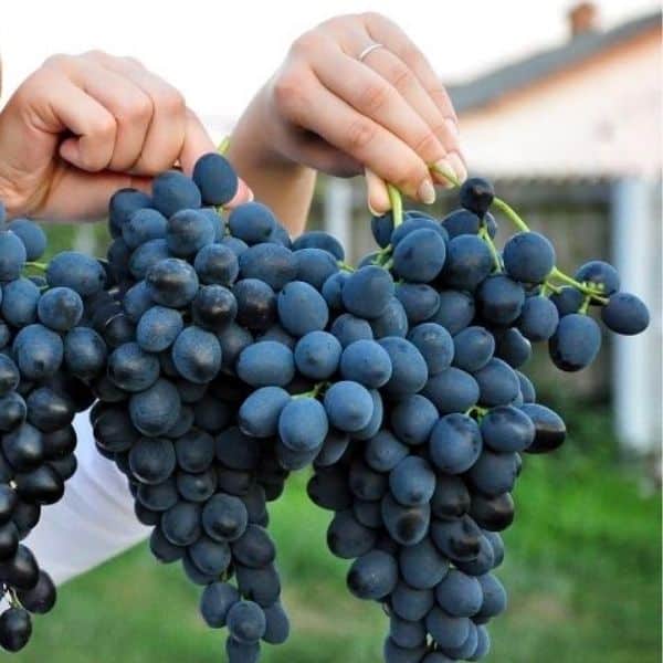 Moldova konténeres szőlőoltvány - Image 2