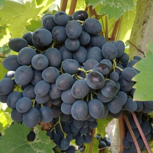 Moldova konténeres szőlőoltvány