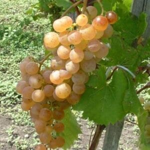 Zalagyöngye szabadgyökeres szőlőoltvány